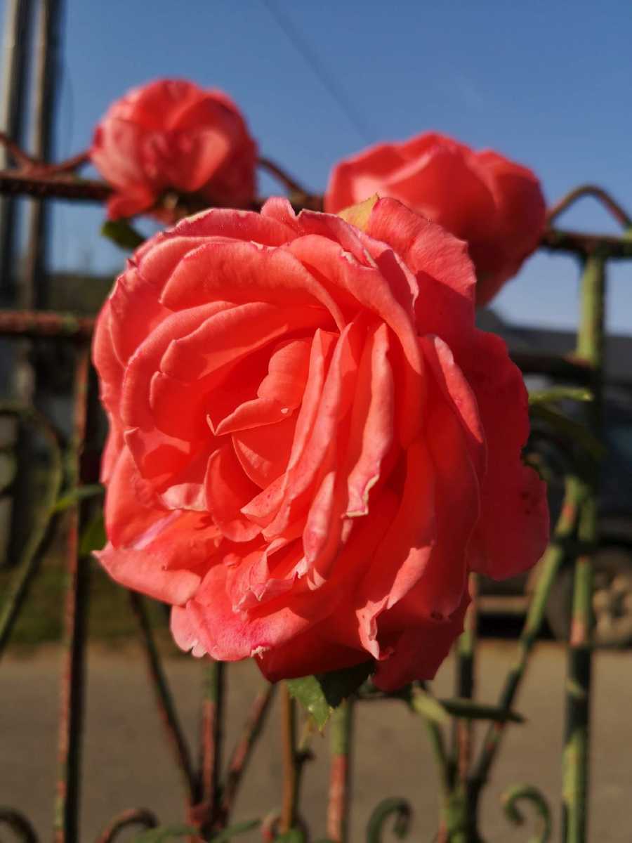 Rozkvitnutá ruža