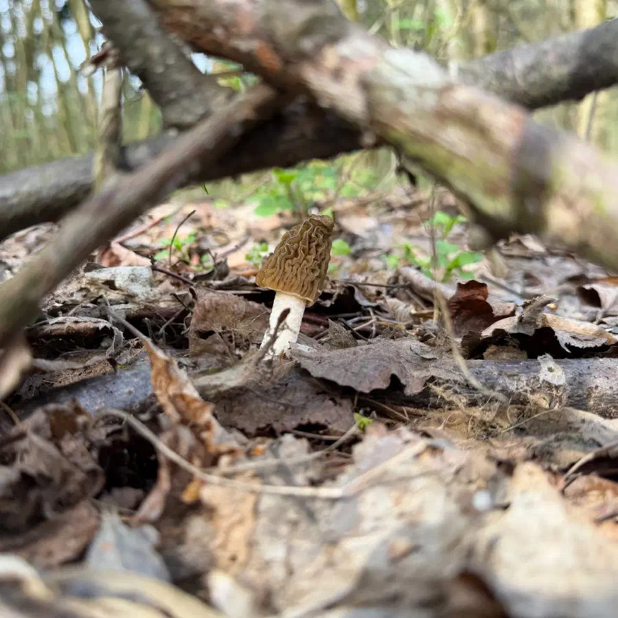 Smrčkovec vo voľnej prírode