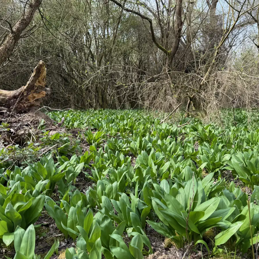 Medvedí cesnak vo voľnej prírode